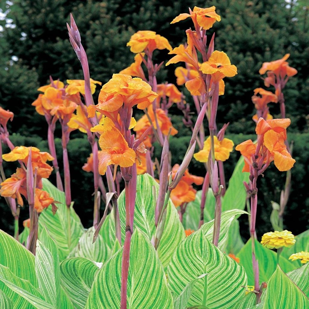 Canna Kanna Paciorecznik Striata 1 ks sazenice canny kanny Obrázek produktu 