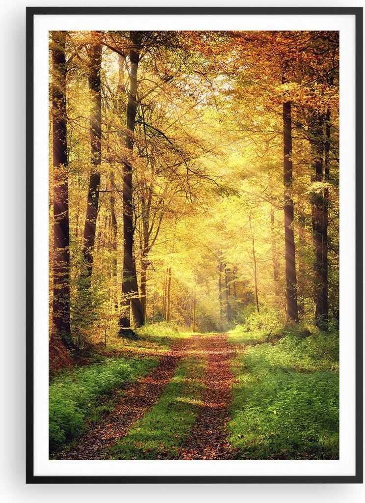 Gerahmtes Poster - Schwarzer Rahmen - Wald Baum Natur - Produktbild 