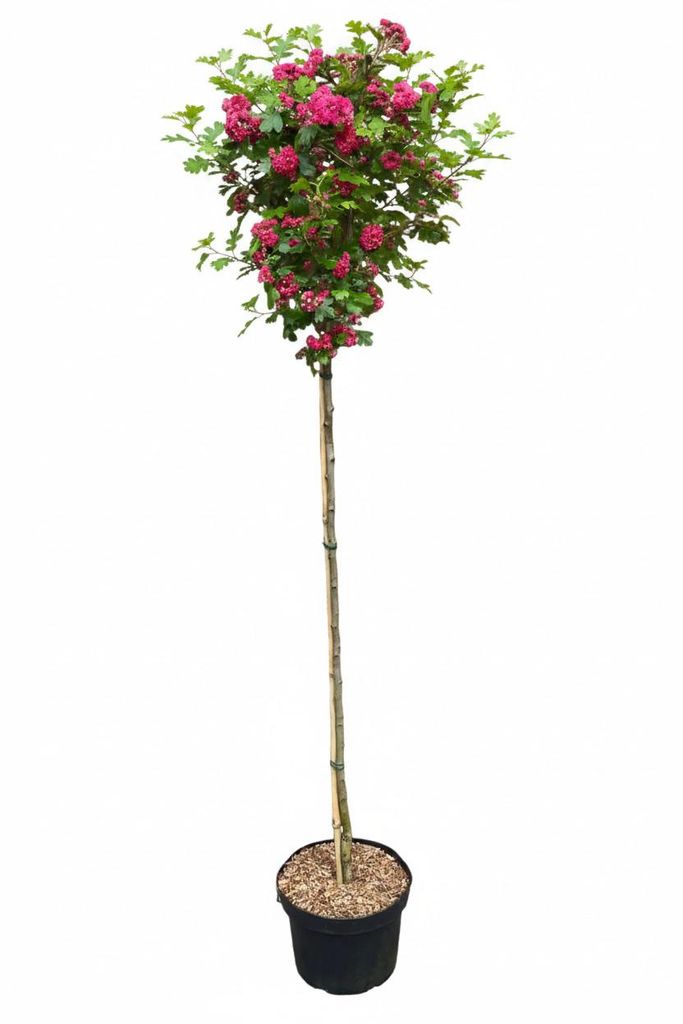 Crataegus laevigata ‘Paul’s Scarlet’ – Rotdorn Stämmchen Produktbild 