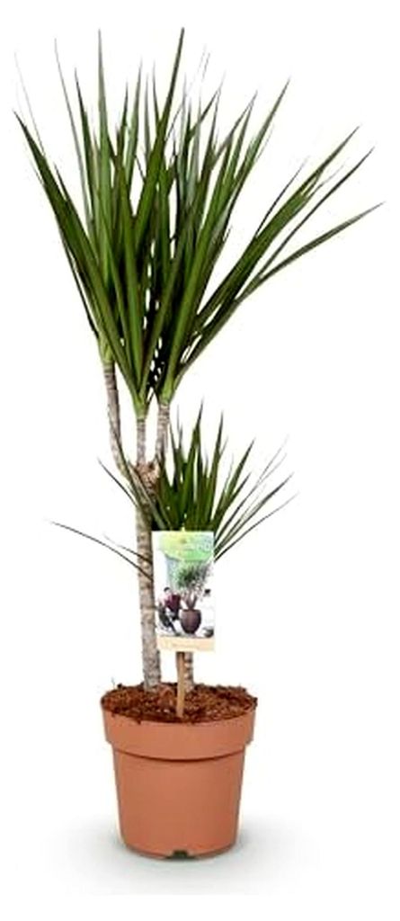 Zimmerpflanzen - Dracaena Marginata - Drachenbaum - Pflegeleicht - Grün - 1 Pflanze - Topf 17cm - Höhe 70-80cm