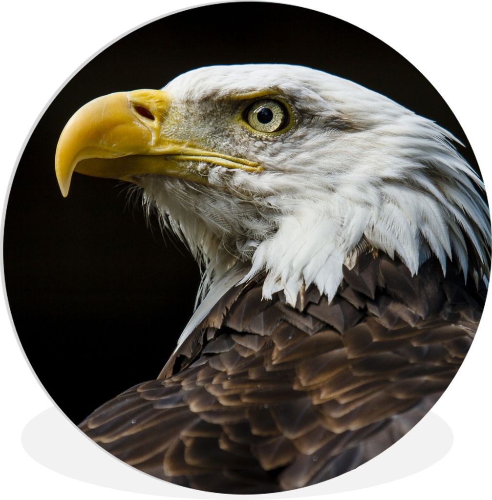 MuchoWow Rundes Wandbild - Runde Bilder Adler - Vogel - Augen - Schnabel Ø 90 cm Kreis Wanddekoration Kunststoff - Wandkreis - Wandschmuck - Wan...