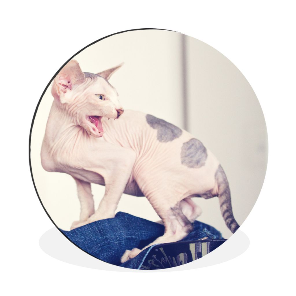 MuchoWow Aluminium Wandkreis Gefleckte Sphynx-Katze Ø 90 cm Wanddeko Modern Wohnzimmer - Mauerkreis - Wandbilder - Runde Bild - Bild aus Alumini...