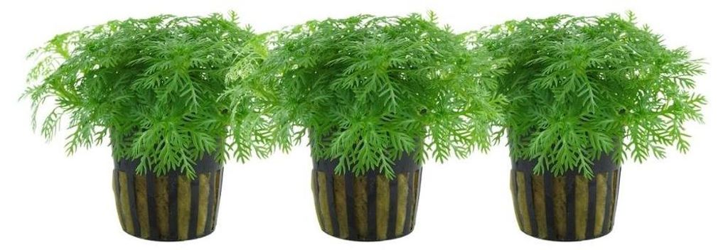 Aquarium Pflanze 3 Stück Hottonia palustris Wasserpflanze Produktbild 