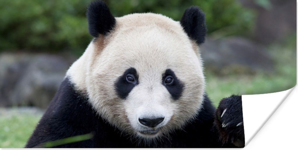 MuchoWow Poster Großer Panda - Gras - Steine 40x20 cm - Poster für die Wand - Poster Schlafzimmer