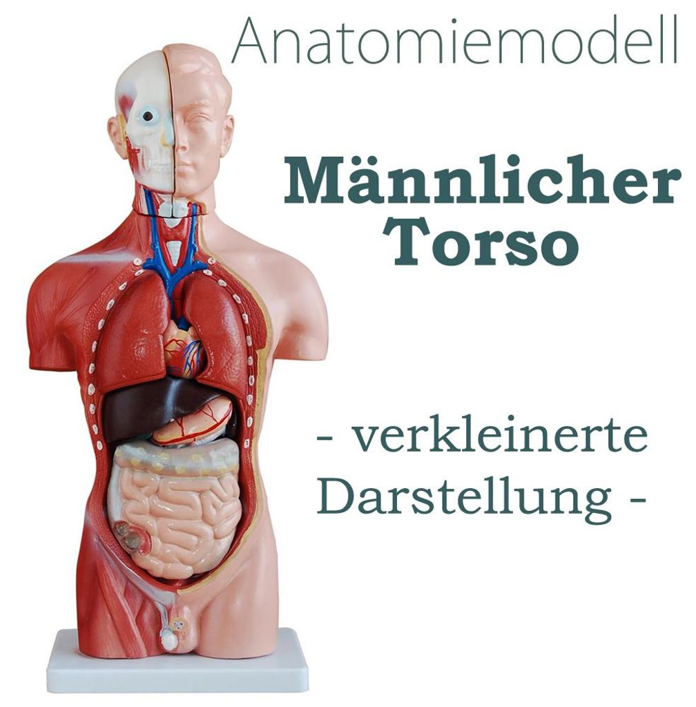 Anatomie Modell Torso des Menschen Anatomiemodell Produktbild 