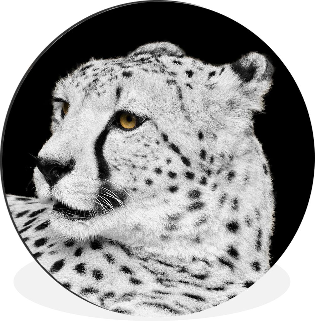 MuchoWow Aluminium Wandkreis Leopard - Weiß - Schwarz Ø 60 cm Wanddeko Modern Wohnzimmer - Wand Kreis - Wandbild - Schlafzimmer - Aluminium Bil...
