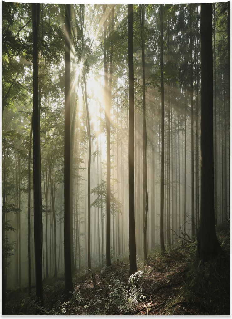 Abakuhaus Herbst Wandteppich, Wald Wald aus Weiches Mikrofaser Stoff Kein Verblassen Klare Farben Waschbar, 110 x 150 cm, Schwarz Grün Grau
