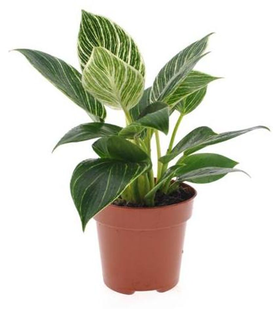 Philodendron White Wave 20-30 cm - Baumfreund - grünes Produktbild 