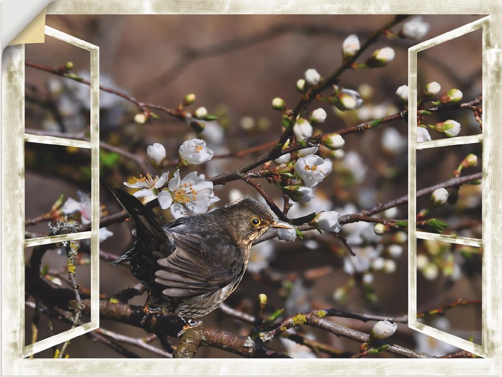 ARTland Wandbild, selbstklebend Fensterblick - Kirschblüten mit Amsel Größe: 60x45 cm