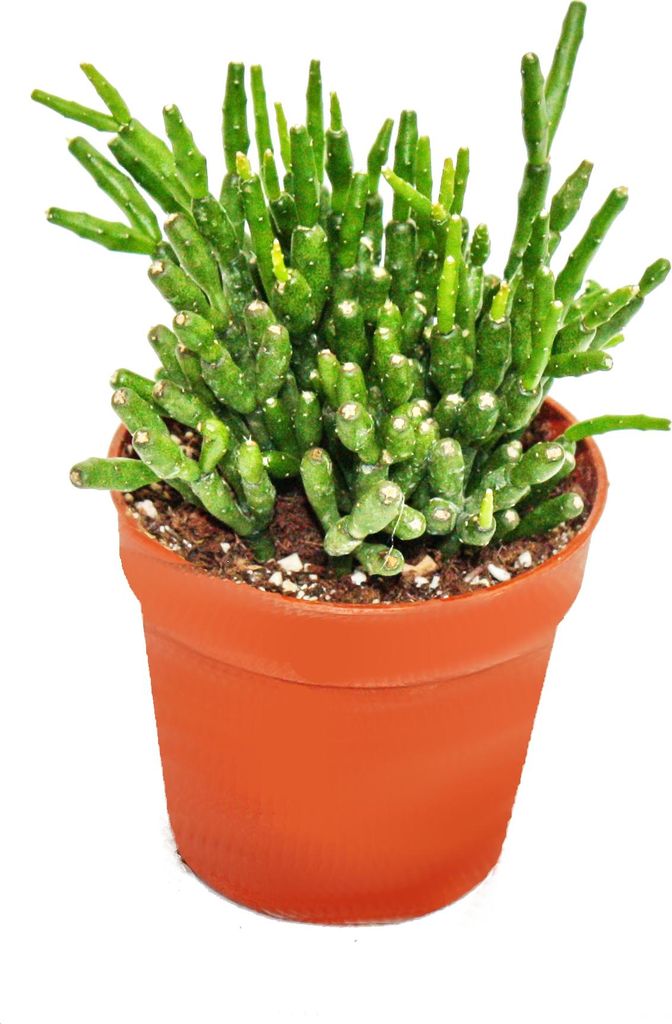 Hatiora salicornioides - Cactus massue - Cactus jonc - Image du produit 