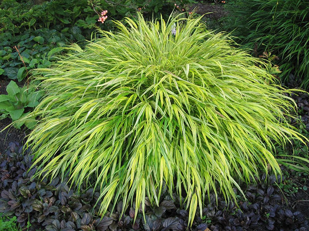 10 x Hakonechloa macra 'Aureola' (Ziergras/Gräser/Staude/winterhart) Japanisches Berggras - Stauden Gänge