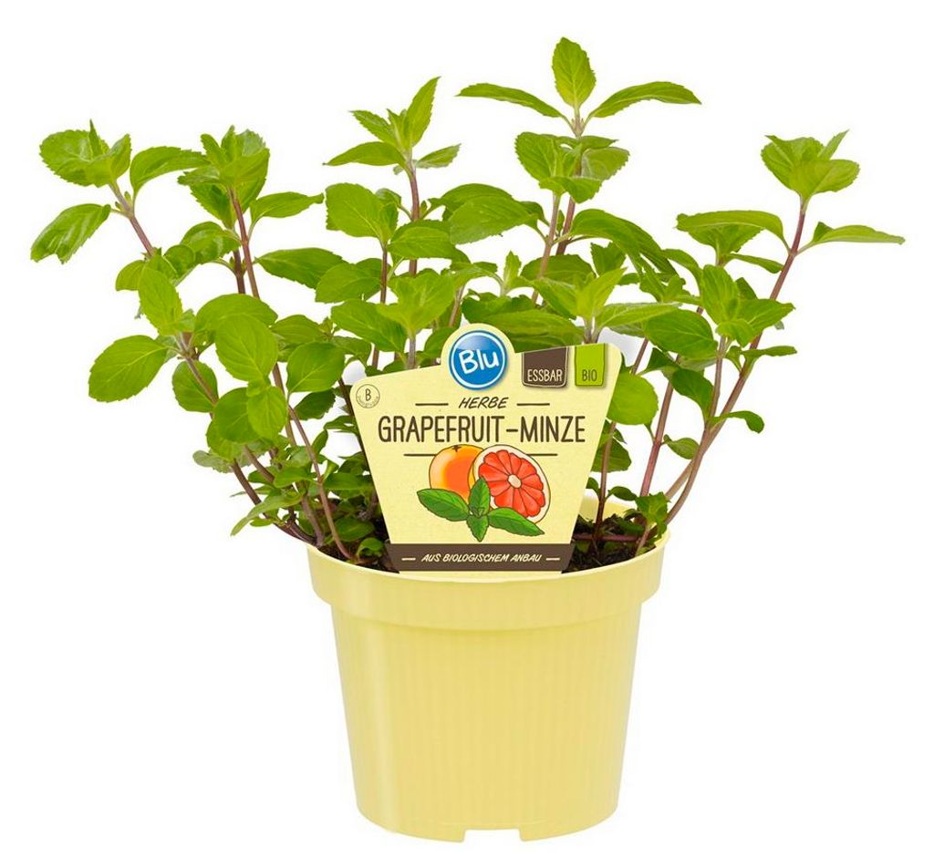 Grapefruit-Minze- Mentha suaveolens x piperita - Produktbild 