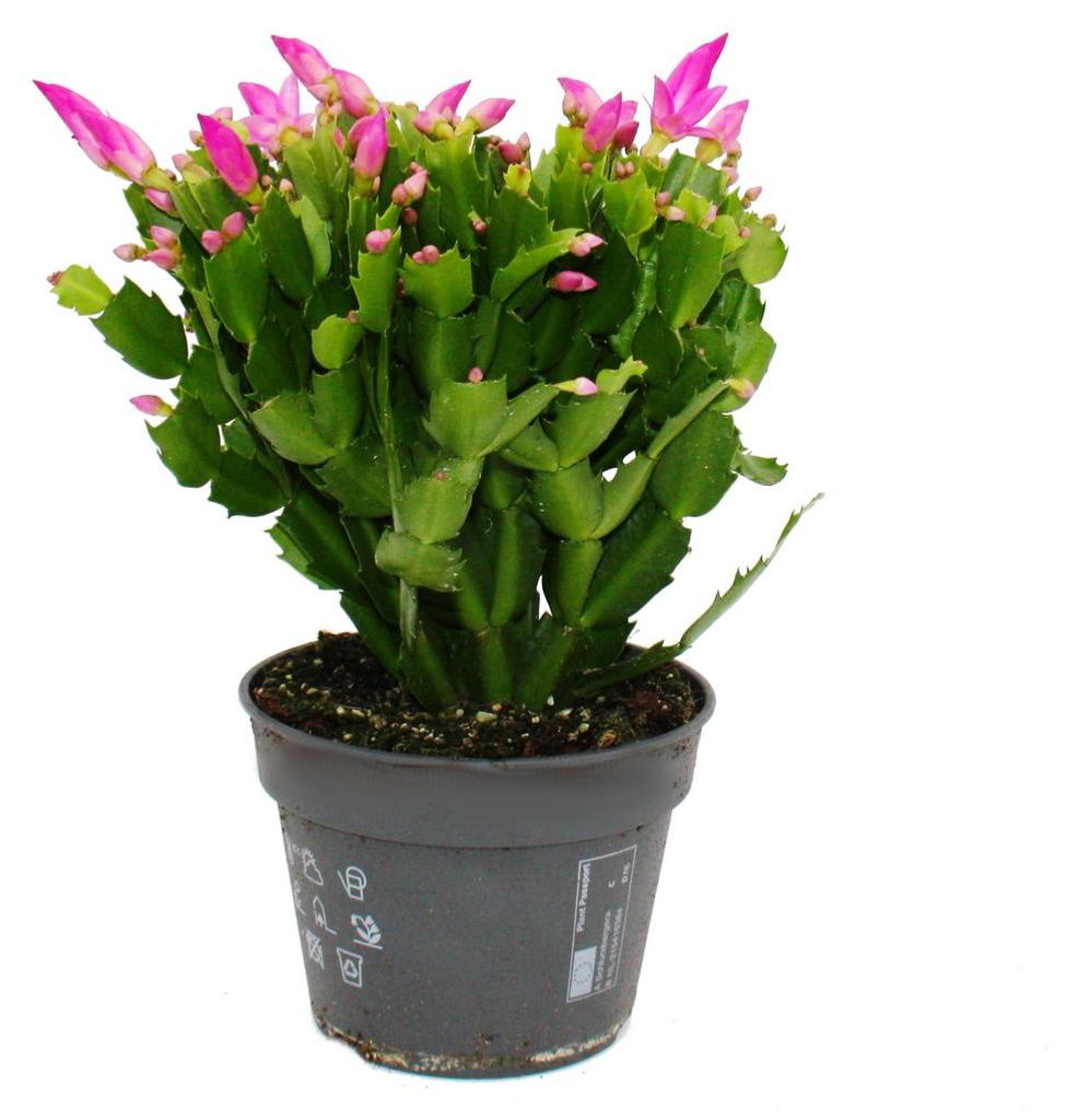 Großer Weihnachtskaktus – Schlumbergera – XXL – Topf 17 cm – Höhe ca. 25–35 cm – rosa Blüten – leuchtendes Rosa