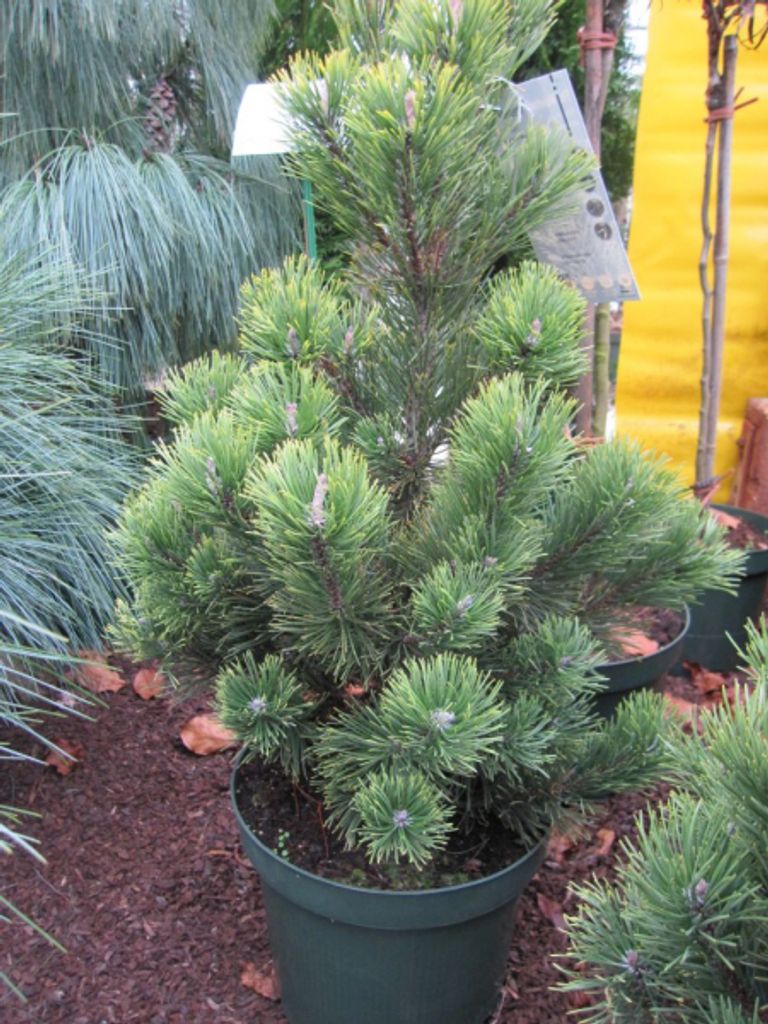 Pinus mugo Pal Maleter - Zwergkiefer Pal Maleter 40-50