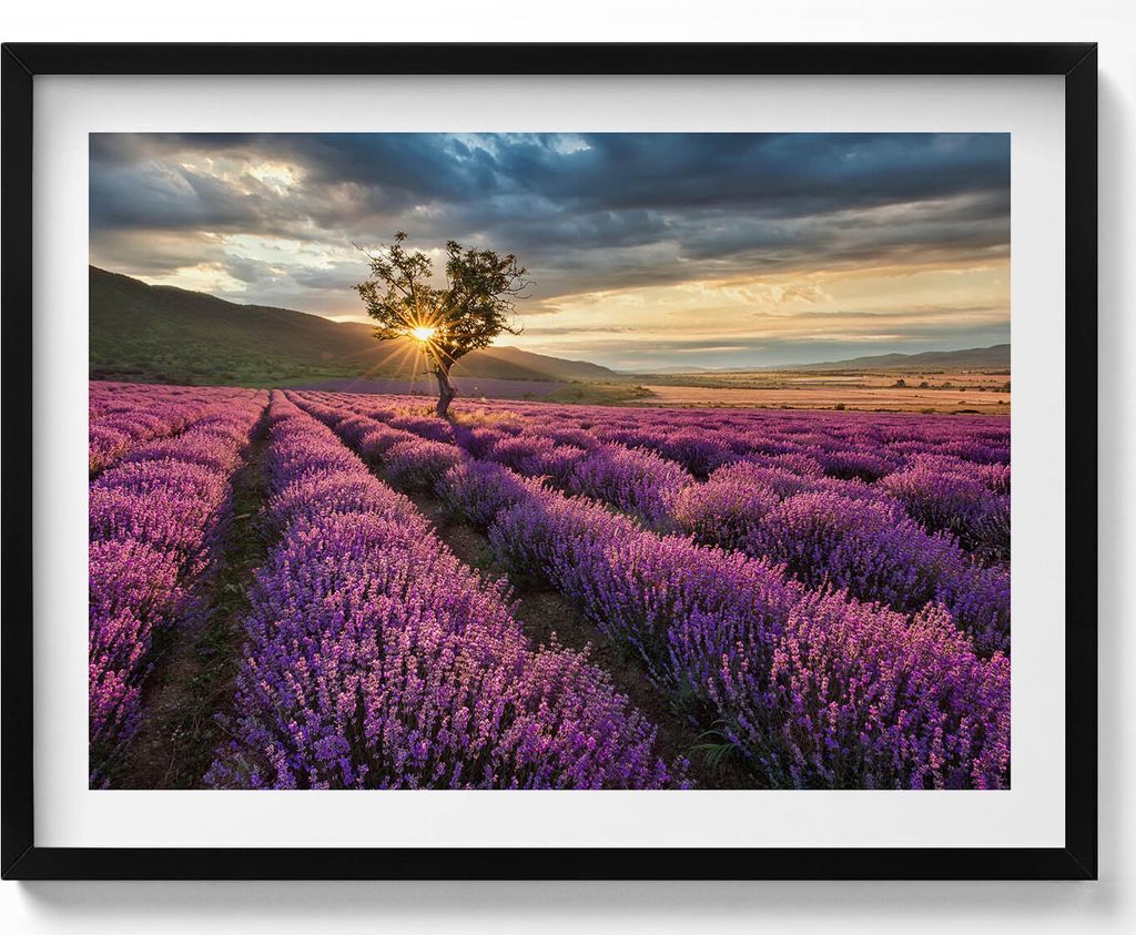 Landschaft eines Lavendelfeldes– Wandbild mit Rahmen – Gerahmtes Bild – Wanddekoration – 80x60 cm – Schwarz Rahmen