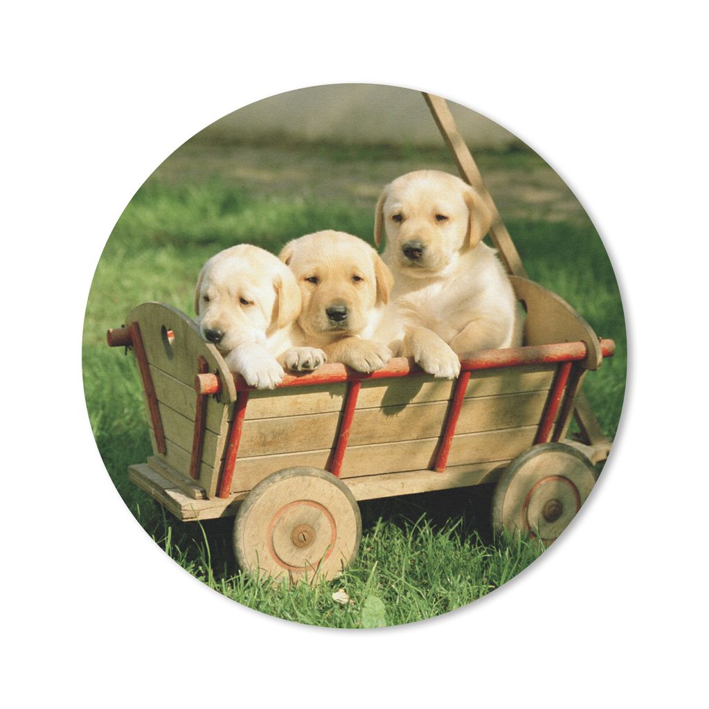 MuchoWow Mauspad Mousepad Drei entzückende Golden Retriever Welpen in einem Wagen 40x40 cm - Mousepads - Maus Mat - Pad - Mausunterlage - Schrei...