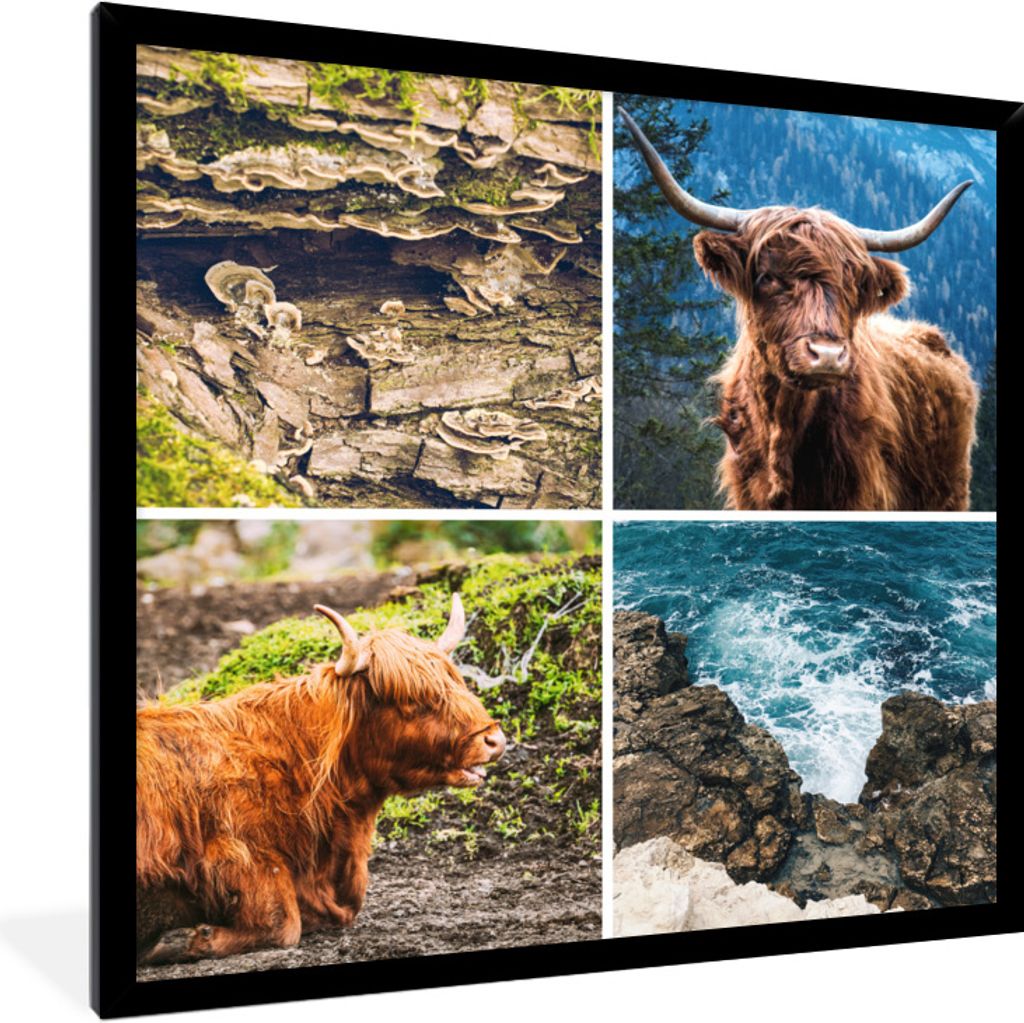 MuchoWow Gerahmtes Poster Schottische Highlander - Natur - Meer 40x40 cm - Poster mit Schwarzem Bilderrahmen Wandposter Rahmen Foto Bilder - Mit ...