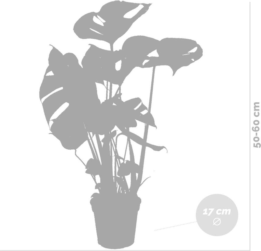 philodendron micans pink variegata Buy Philodendron Micans Variegated (Pink) main image 1