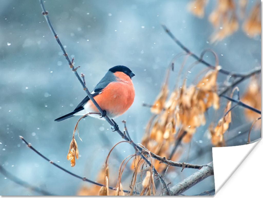 MuchoWow Poster Schnee - Vogel - Tier 40x30 cm - Plakate für die Wände - Poster Wohnzimmer