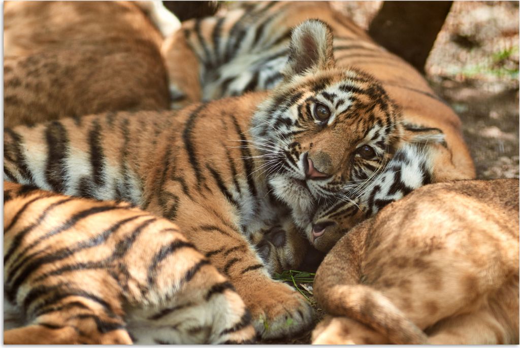 MuchoWow Poster Tiger - Junglöwe - Sonne 90x60 cm - Schlafzimmer