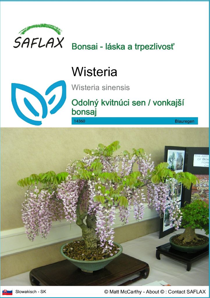 SAFLAX - Wisteria - Wisteria sinensis - 4 Semená Obrázok produktu 