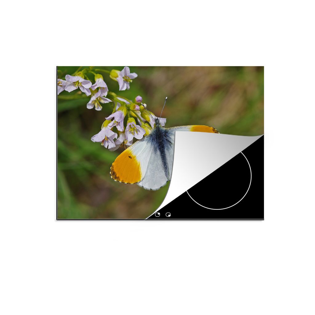 KitchenYeah Herdabdeckplatte Orangefarbener Schmetterling auf einer Kuckucksblume , 75x52cm, Küche Deko, Glaskeramikkochfeld Herdabdeckung, Abde...