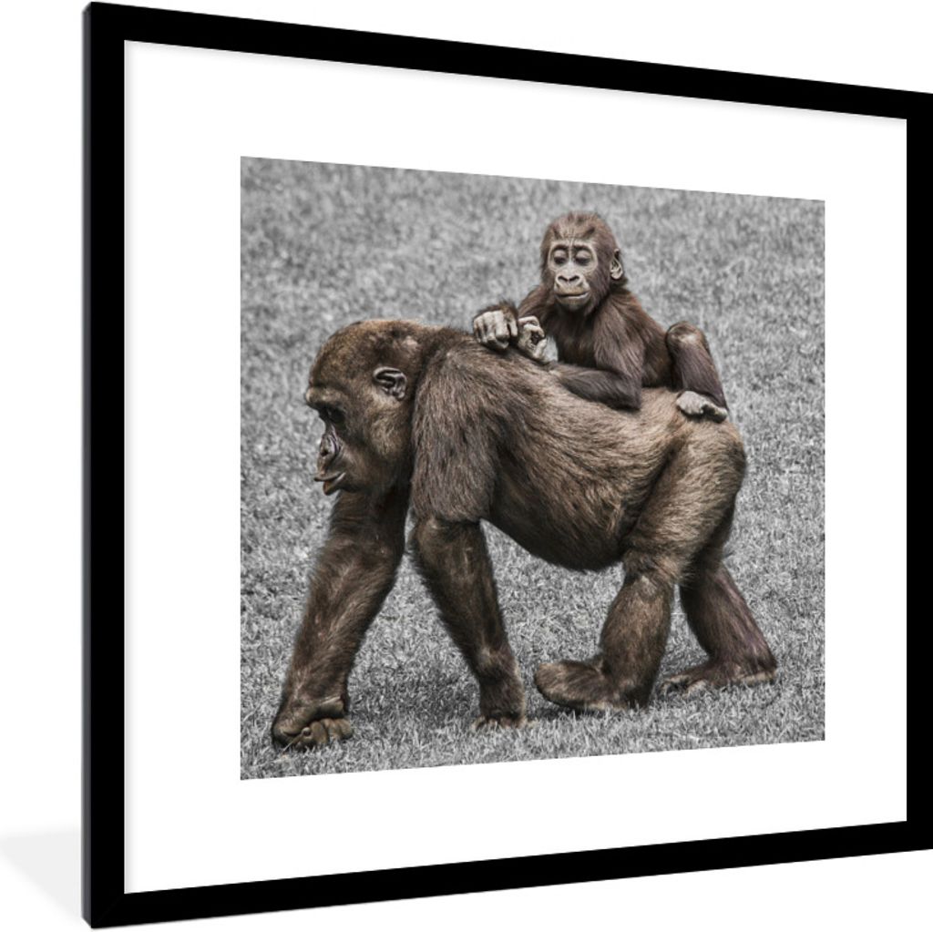MuchoWow Gerahmtes Poster Affen - Landschaft - Mantel 40x40 cm - Poster mit Schwarzem Bilderrahmen Wandposter Rahmen Foto Bilder - Poster - Plaka...
