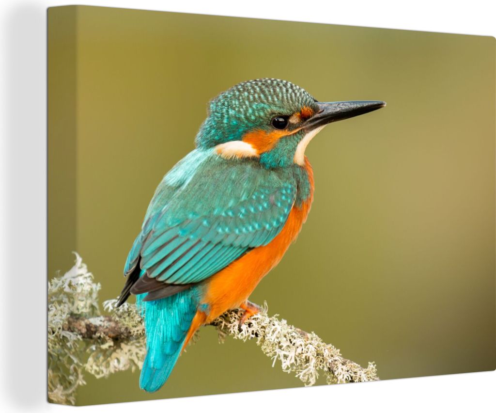 OneMillionCanvasses - Leinwandbilder - 150x100 cm, Eisvogel - Tiere - Vogel, Wandbilder Kunstdruck Wanddekoration - Foto auf Leinwand - Gemälde ...