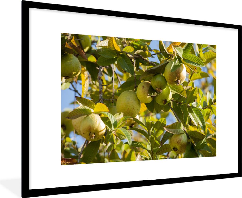 MuchoWow Gerahmtes Poster Ein Guavenbaum in voller Pracht im sonnigen Kalifornien 90x60 cm - Poster mit Schwarzem Bilderrahmen Wandposter Rahmen ...