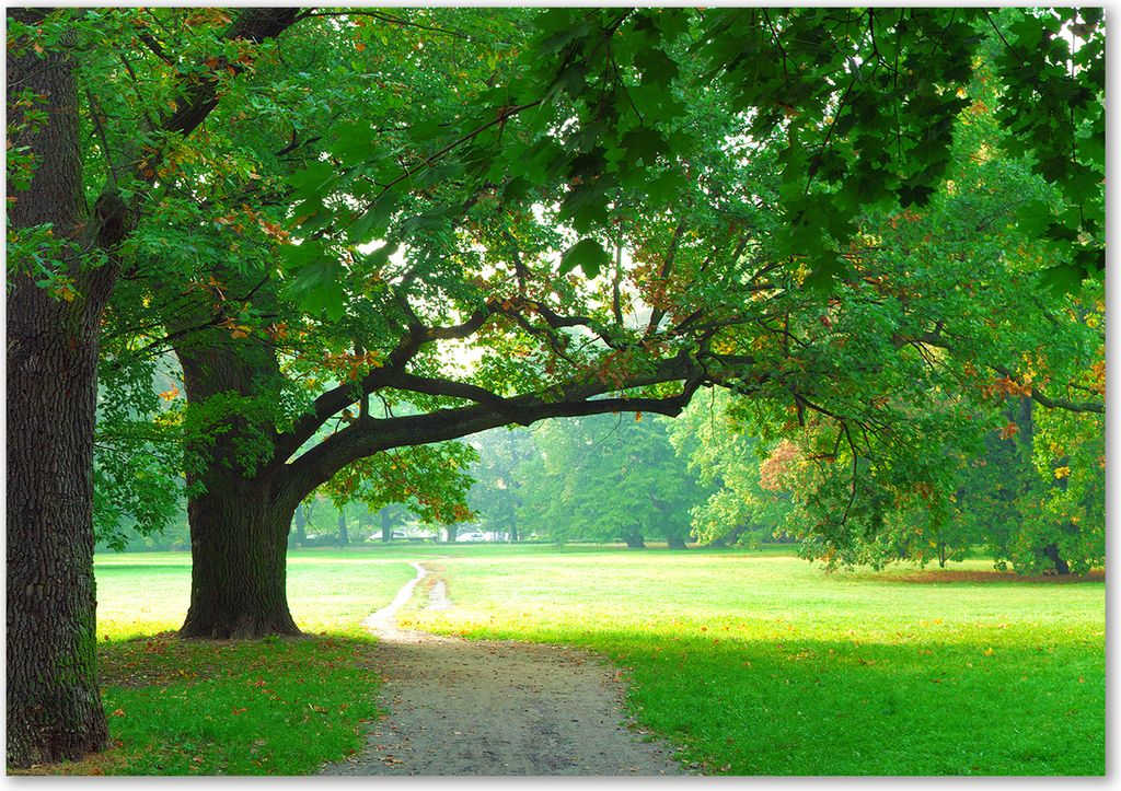 Tulup Glas-Bild - 100 x 70 - Wandbild aus Glas - Wandkunst - Wandbild hinter gehärtetem Sicherheitsglas - Blumen & Pflanzen - Park im Herbst - G...