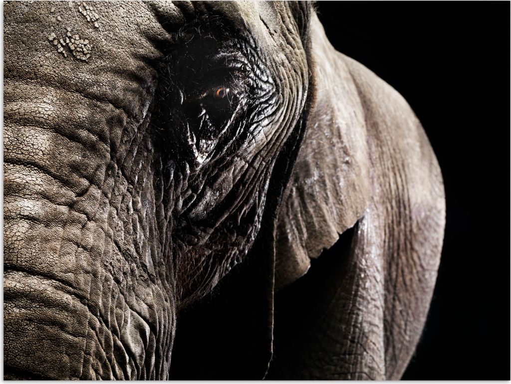 MuchoWow Poster Elefant - Tiere - Nahaufnahme - Schwarz 120x90 cm - Wandbild