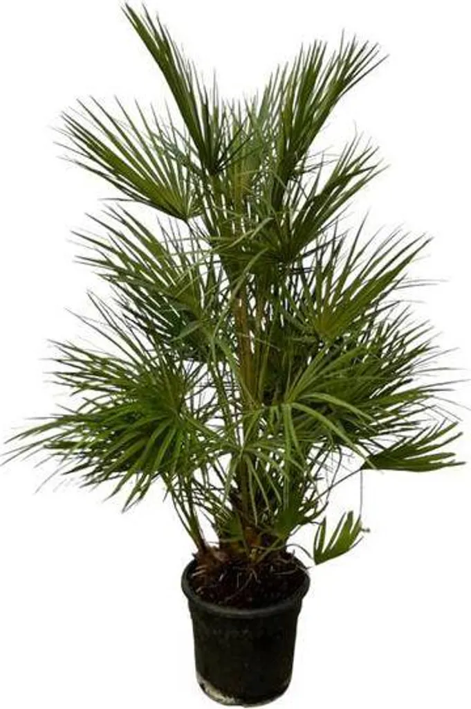 Palmier Nain Facile d'Entretien Chamaerops Humilis 130cm Plante Durable