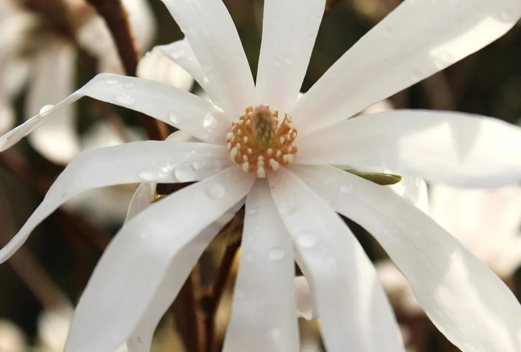 Arbuste Magnolia étoilé blanc sur tige 80/100 cm idéal petit jardin