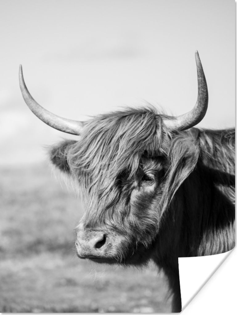 MuchoWow Poster Schottischer Highlander - Tiere - Schwarz - Weiß 30x40 cm - Wandplakat - Poster Kinderzimmer