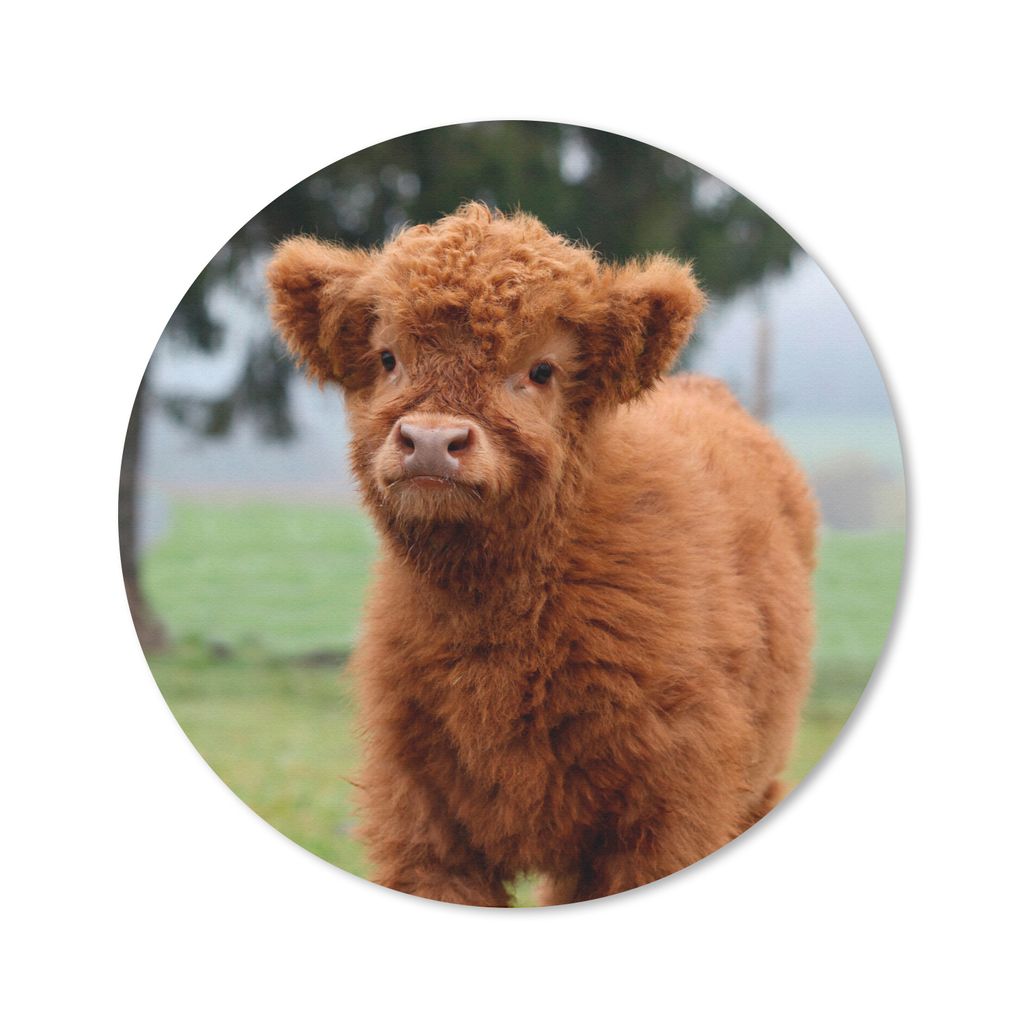 MuchoWow Mauspad Mousepad Scottish Highlander - Kalb - Gras 50x50 cm - Mousepads - Maus Mat - Pad - Mausunterlage - Vinyl
