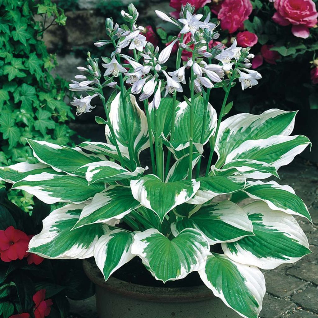10 x Hosta fortunei 'Patriot' 1 Liter (Funkie, Herzblatt-Lilie) - Stauden Gänge