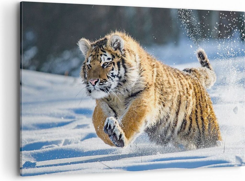 Bild auf Leinwand - Leinwandbild - tiger tier - 120x80cm - Wand Bild - Wanddeko - Wandbilder - Leinwanddruck - Bilder - Kunstdruck - Wanddekoration...