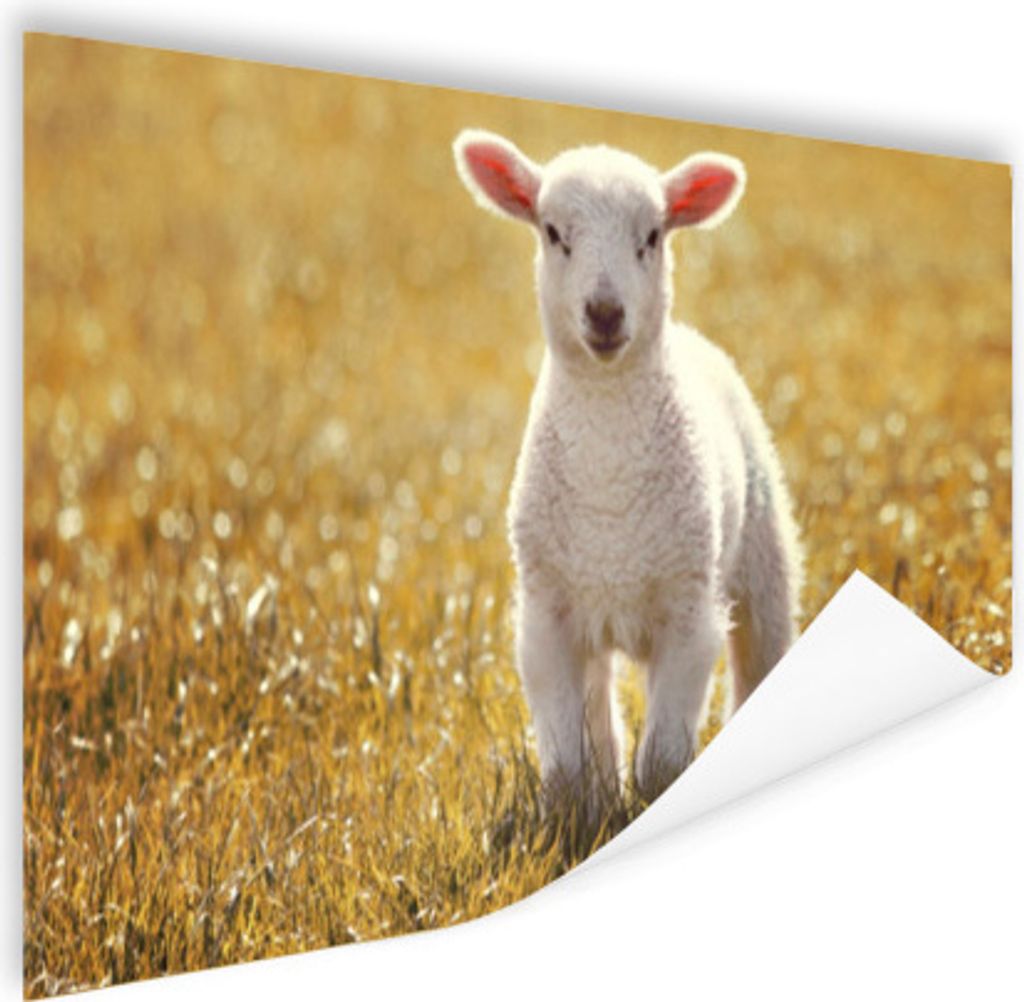 MuchoWow Poster Lamm - Gras - Sonne 120x80 cm - Bilder