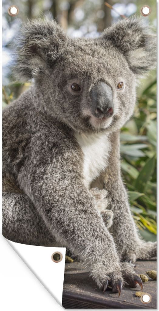 MuchoWow 40x80 cm Outdoor-Poster Gartendeko Sichtschutz Garten Poster für den Garten Koala - Holz - Pflanzen - Kinder - Jungen - Mädchen