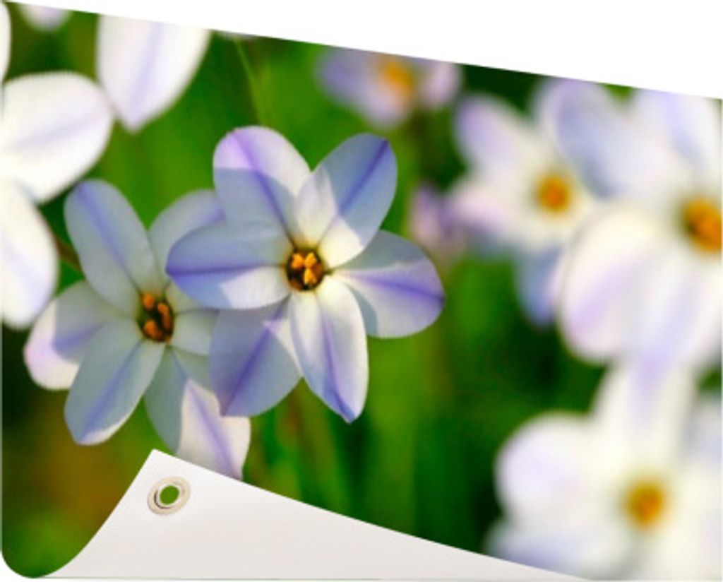 Gartenposter - 60x40 cm - Weiß-violette Lilien - Modernes Wandbilder - Natur