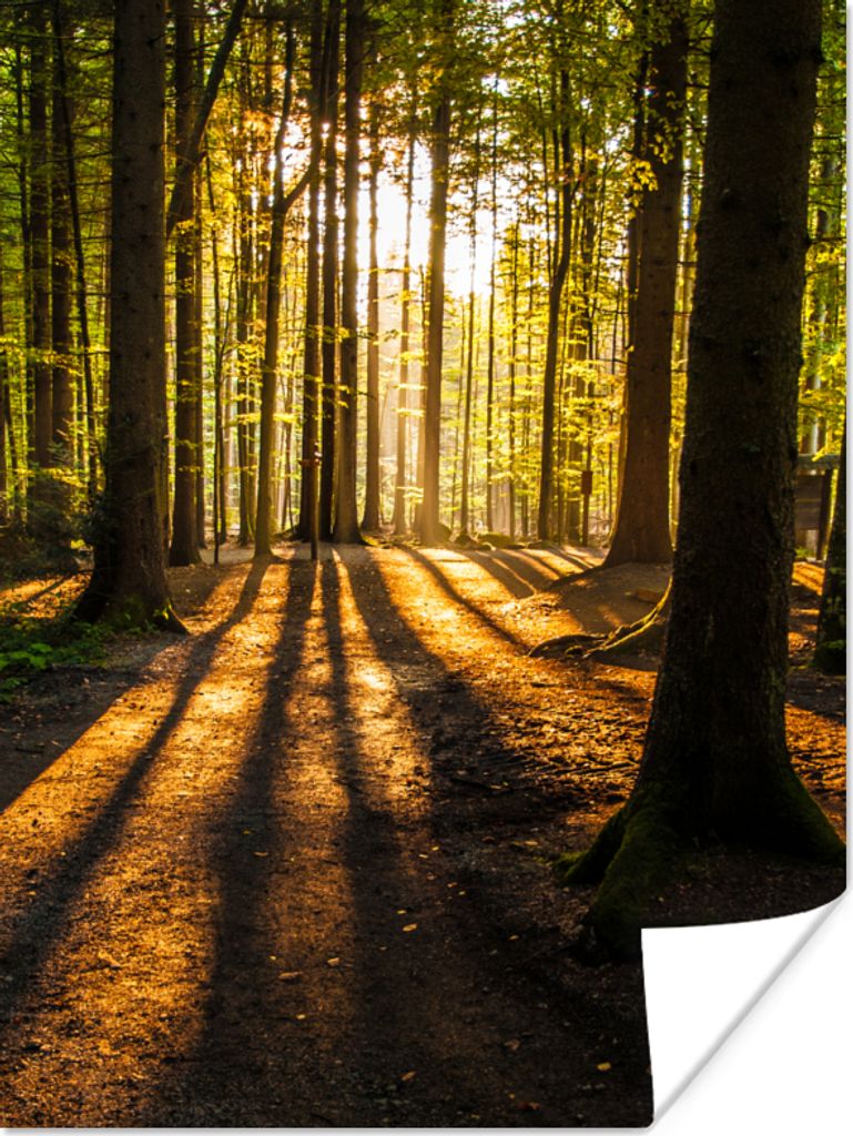 MuchoWow Poster Sonne - Bäume - Wald - Landschaft - Natur 90x120 cm - Wohnzimmer