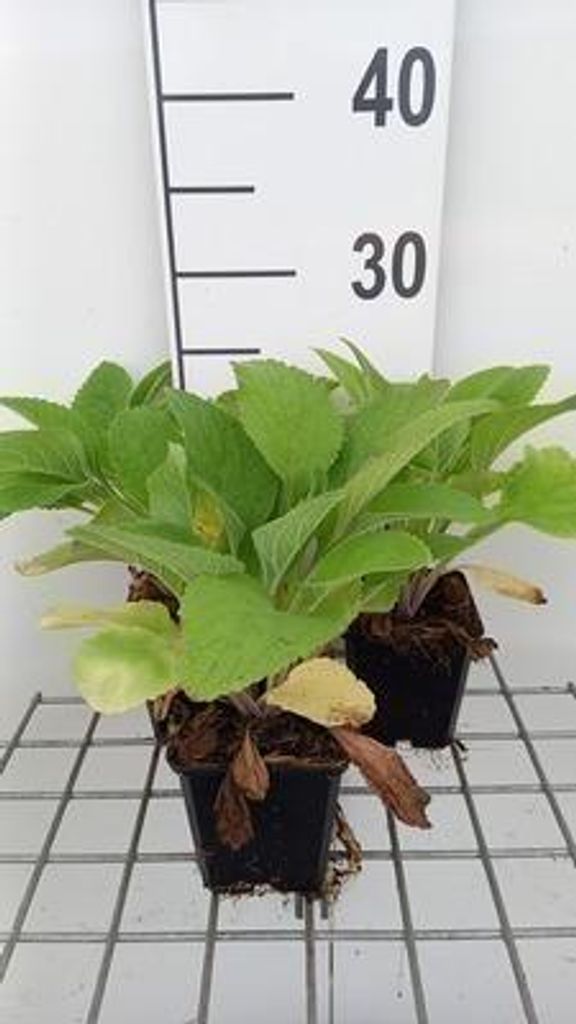 6 x Digitalis hybr. 'Pam's Choice' - Fingerhut - Topf 9 x 9 cm