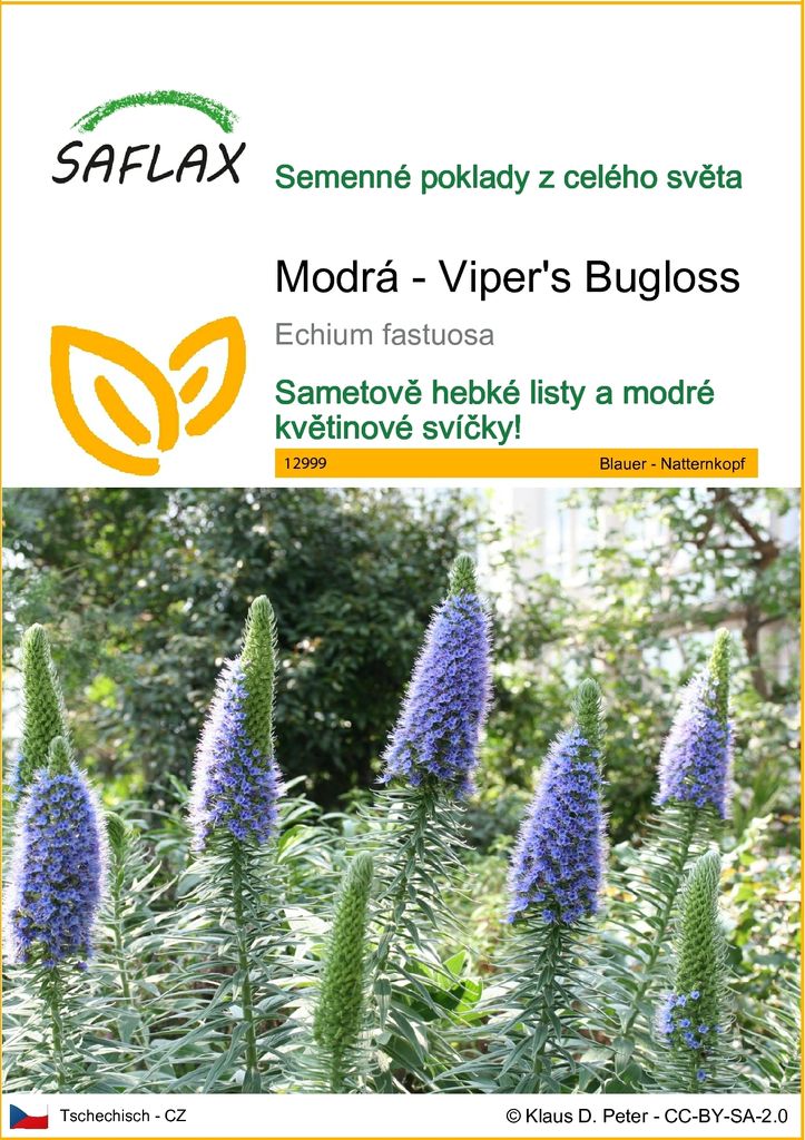 SAFLAX - Modrá - Viper's Bugloss - Echium fastuosa - 100 Obrázek produktu 