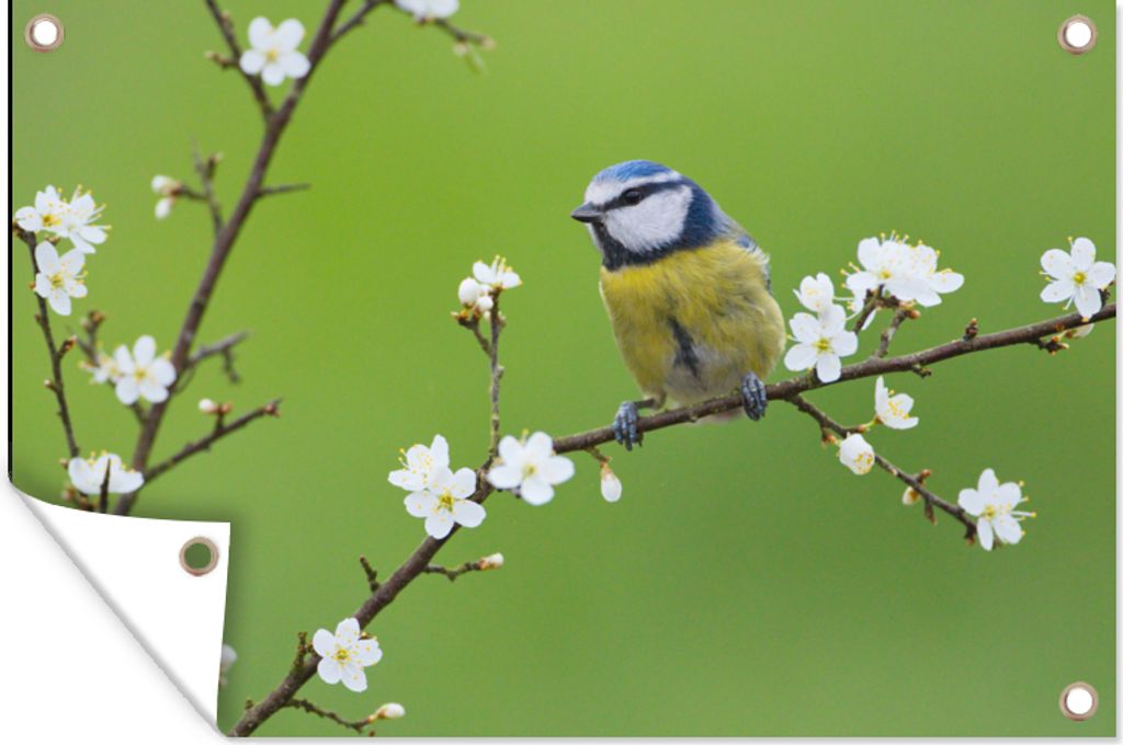 MuchoWow 120x80 cm Outdoor-Poster Gartendeko Sichtschutz Garten Poster für den Garten Blaumeise - Zweig - Blumen - Blühende Zweige - Vogel