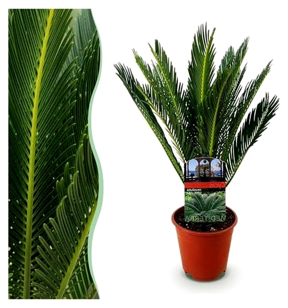 Zimmerpflanze - Cycas revoluta - Palmfarn - Pflegeleicht - Grün - Topf 14cm - Höhe 45cm