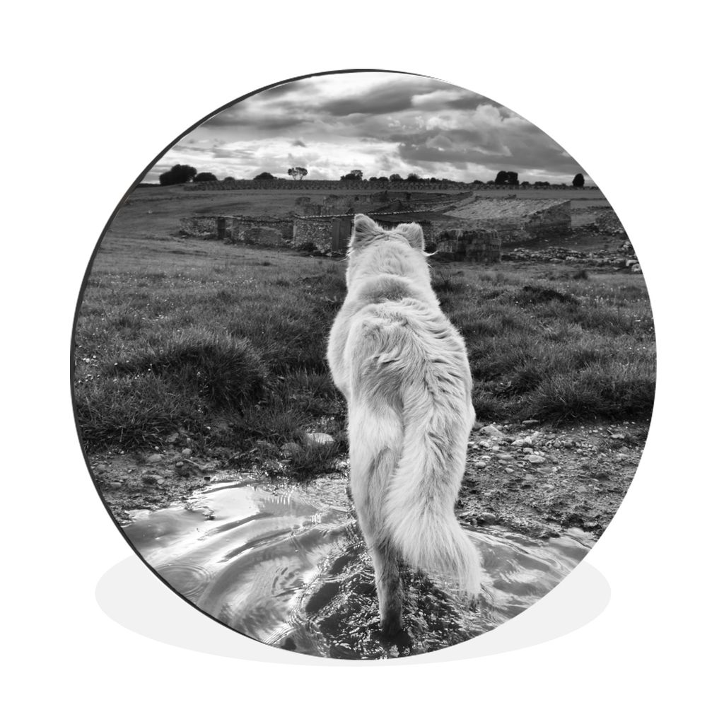 MuchoWow Aluminium Wandkreis Wolf mit Blick auf die Landschaft in Schwarz und Weiß Ø 90 cm Wanddeko Modern Wohnzimmer - Mauerkreis - Wandbilder...