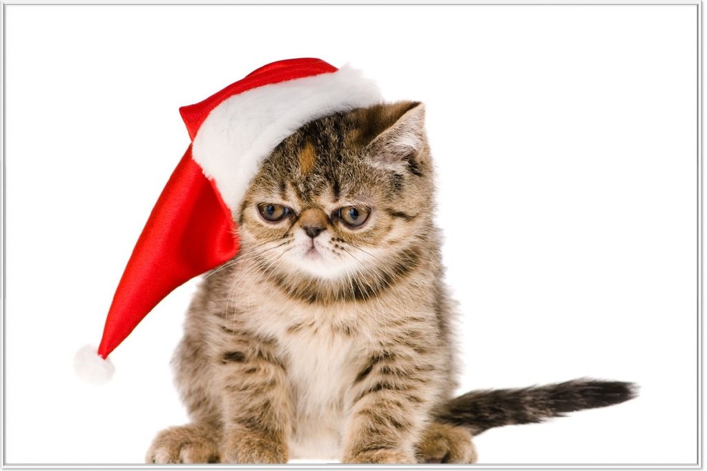Wallario Wandbild Ich hasse Weihnachten - mürrische Katze mit Weihnachtsmütze, Größe: 61 x 91,50 cm, Poster mit weißem Aluminiumrahmen