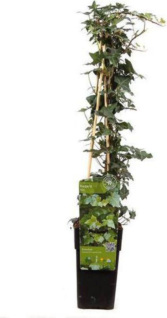 Hedera helix Efeu Kletterpflanze 65cm Ø15cm winterhart pflegeleicht Immergrün