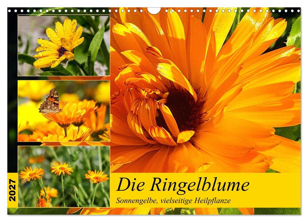 Die Ringelblume. Sonnengelbe, vielseitige Heilpflanze (Wandkalender 2027 DIN A3 quer), CALVENDO Monatskalender