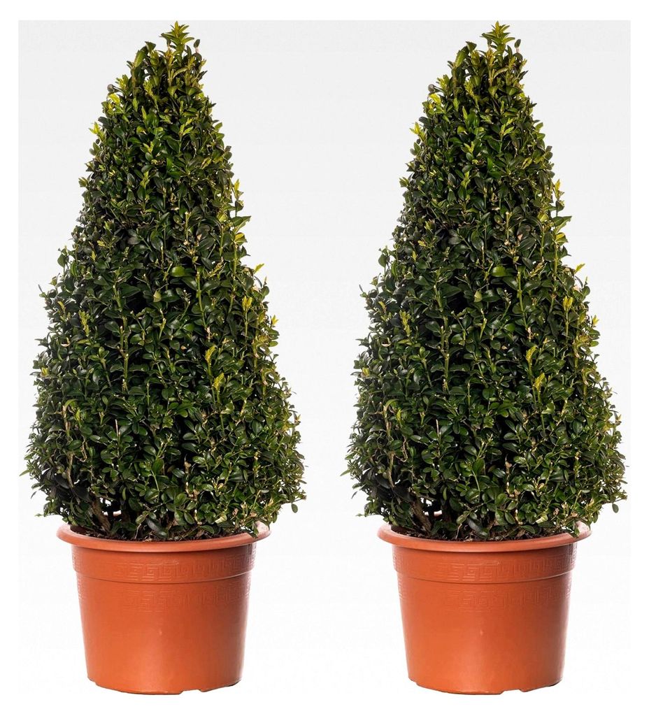 Buchsbaum-Pyramiden - Buxus-Sträucher | 2er-Pack | Immergrüne Topfpflanze 60-70 cm